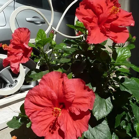 Astra Milano Marittima