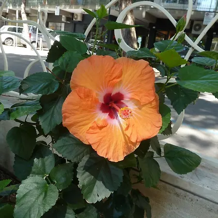 阿斯特拉酒店 3*