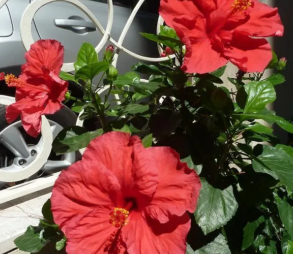 Astra Milano Marittima